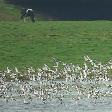 vogels2