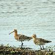 vogels1
