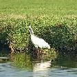 vogels4