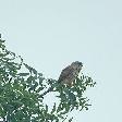 vogels3