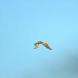 vogels2
