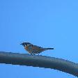 vogels1