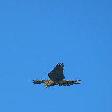 vogels2