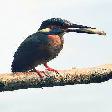 vogels1